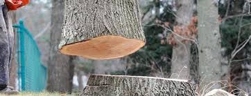 Best Tree Trimming and Pruning  in Glenolden, PA
