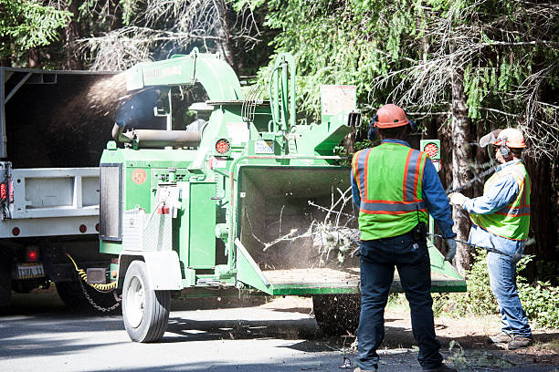 Best Arborist Consultation Services  in Glenolden, PA